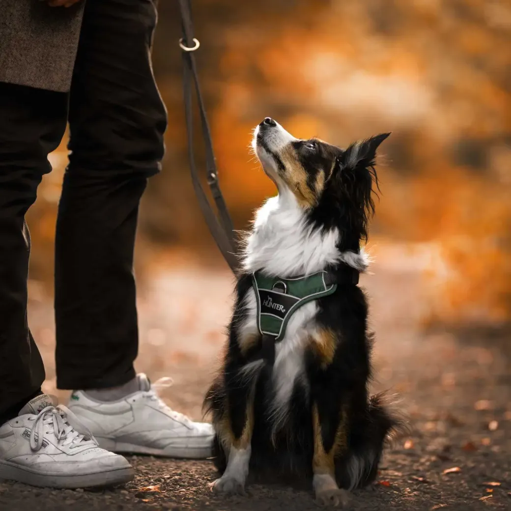 Hunter Divo hundesele S grøn/grå just mave 45-56 cm - Fleksibel kontrol og let komfort