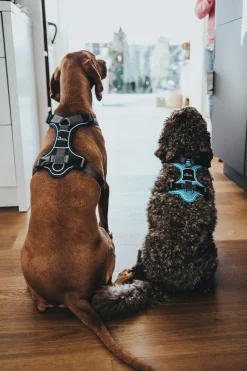 Hunter Divo hundesele S lyseblå/grå just mave 45-56 cm - Let kontrol og høj komfort