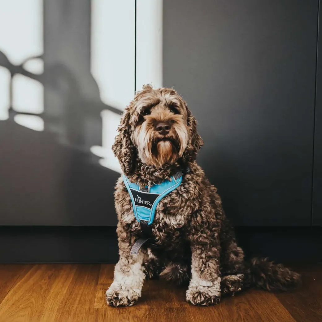 Hunter Divo hundesele S-M lyseblå/grå just mave 52-68 cm - Fleksibel støtte og komfort