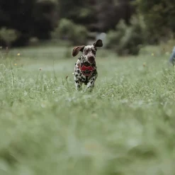 Hunter Divo hundesele S rød/grå just mave 45-56 cm - Smidig pasform og stabil kontrol