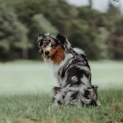 Hunter Divo hundesele S violet/grå just mave 45-56 cm - Tryg pasform og bevægelse