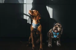 Hunter Divo hundesele XS lyseblå/grå just mave 34-47 cm - Let pasform og høj komfort