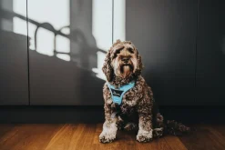 Hunter Divo hundesele XS lyseblå/grå just mave 34-47 cm - Let pasform og høj komfort