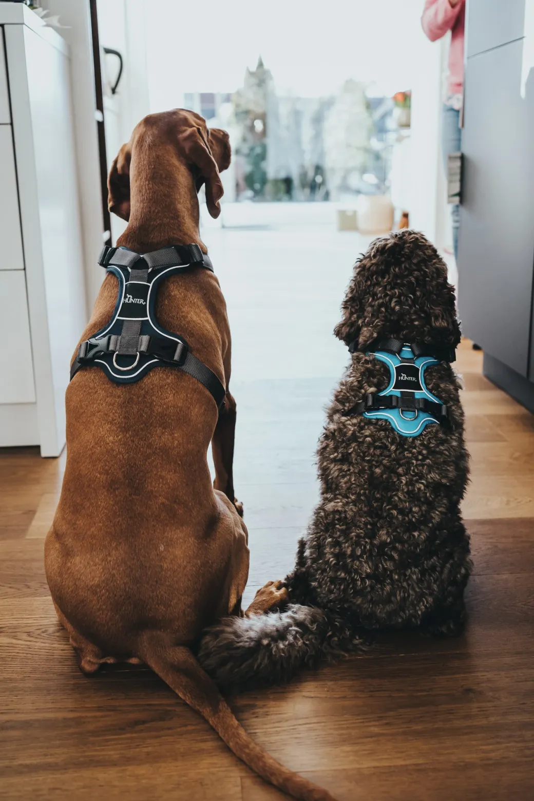 Hunter Divo hundesele XS lyseblå/grå just mave 34-47 cm - Let pasform og høj komfort