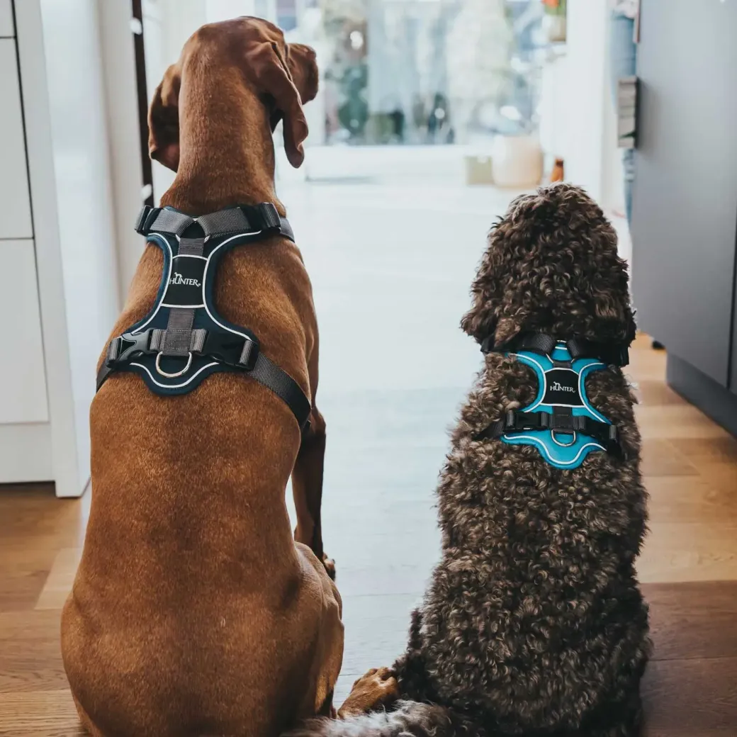 Hunter Divo Up hundesele L petrol/grå just mave 72-100 cm - Stabil kontrol og komfort