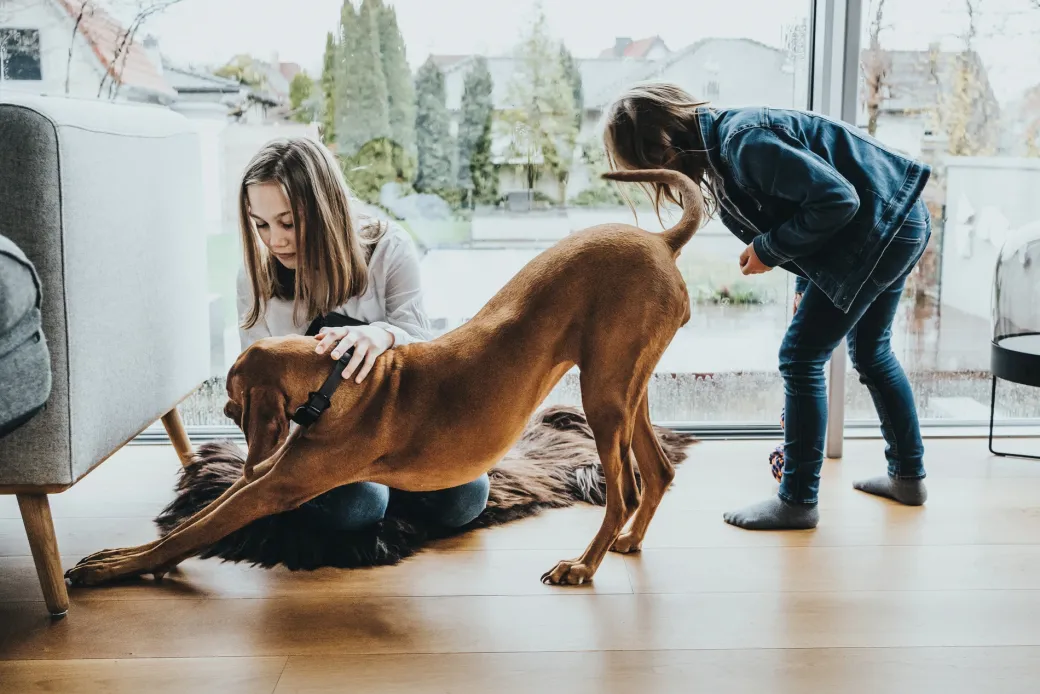 Hunter Halsbånd Divo L Petrol/Grå - justerbart hundehalsbånd (45-55 cm, B 4,5 cm)
