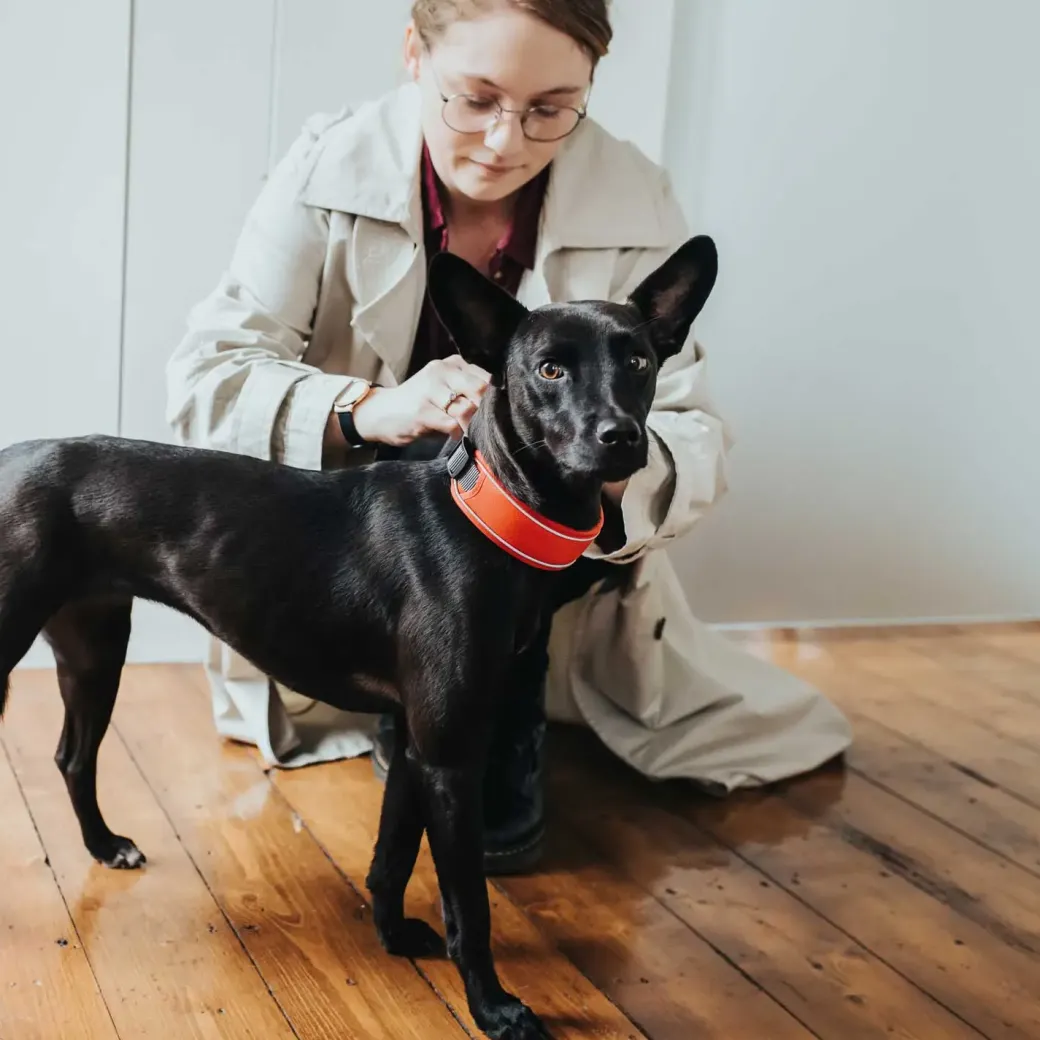 Hunter Halsbånd Divo L Rød/Grå - justerbart hundehalsbånd (45-55 cm, B 4,5 cm)