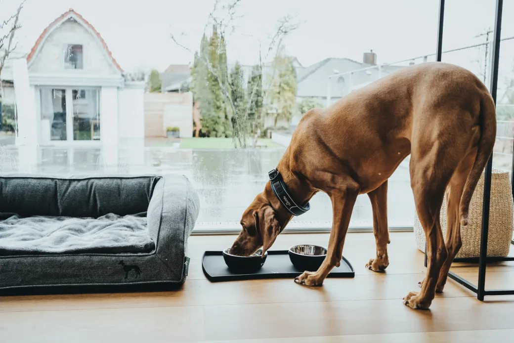Hunter Halsbånd Divo XL Petrol/Grå - justerbart hundehalsbånd (55-65 cm, B 5,5 cm)