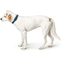 Hunter hunde halsbånd Hilo Blå M-L - justerbart hundehalsbånd (33-50 cm, B 2,5 cm)