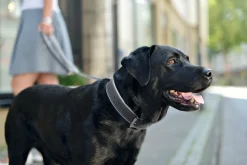 Hunter Hundehalsbånd læder Canada Elg Grå 30 - 21-25 cm
