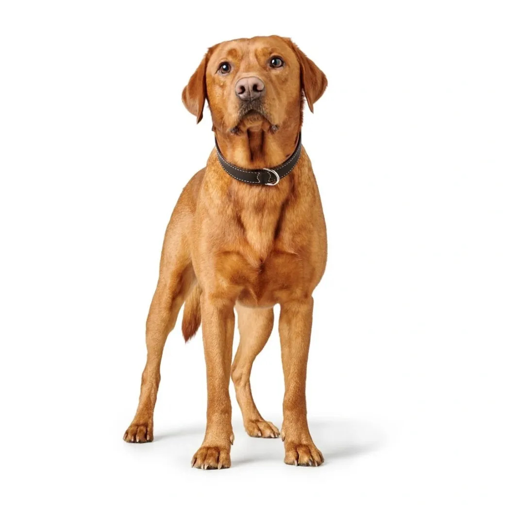 Hunter Hundehalsbånd læder Canada Elg Str.45 Sort/Cognac - 33-39 cm
