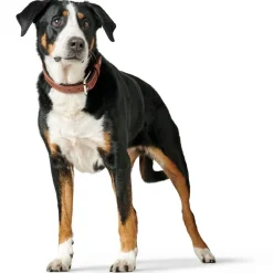 Hunter Hundehalsbånd læder Canada Elg Str.40 Cognac/Sort - 29-35 cm