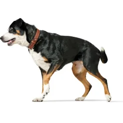 Hunter Hundehalsbånd læder Canada Elg Str.45 Cognac/Sort - 33-39 cm