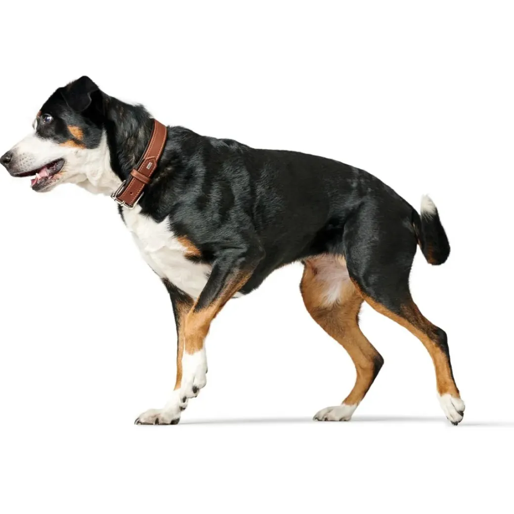 Hunter Hundehalsbånd læder Canada Elg Str.55 Cognac/Sort - 42-48 cm