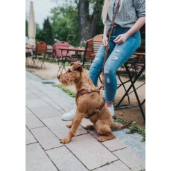 Hunter Hundesele Aalborg cognac S-M/2 - Bryst/hals 51-64 cm