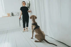 Hunter Hundesele Aalborg Sort S-M/2 - 51-64 cm bryst/hals