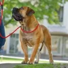 Hunter Retriever hundesnor Freestyle i sort 8 mm 170 cm