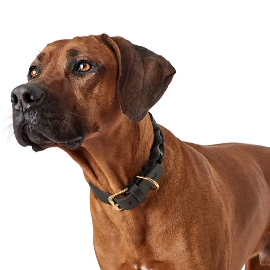 Hunter Sansibar Solid 35 Hundehalsbånd i læder - 24-30 cm