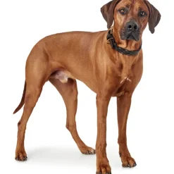 Hunter Sansibar Solid 35 Hundehalsbånd i læder - 24-30 cm
