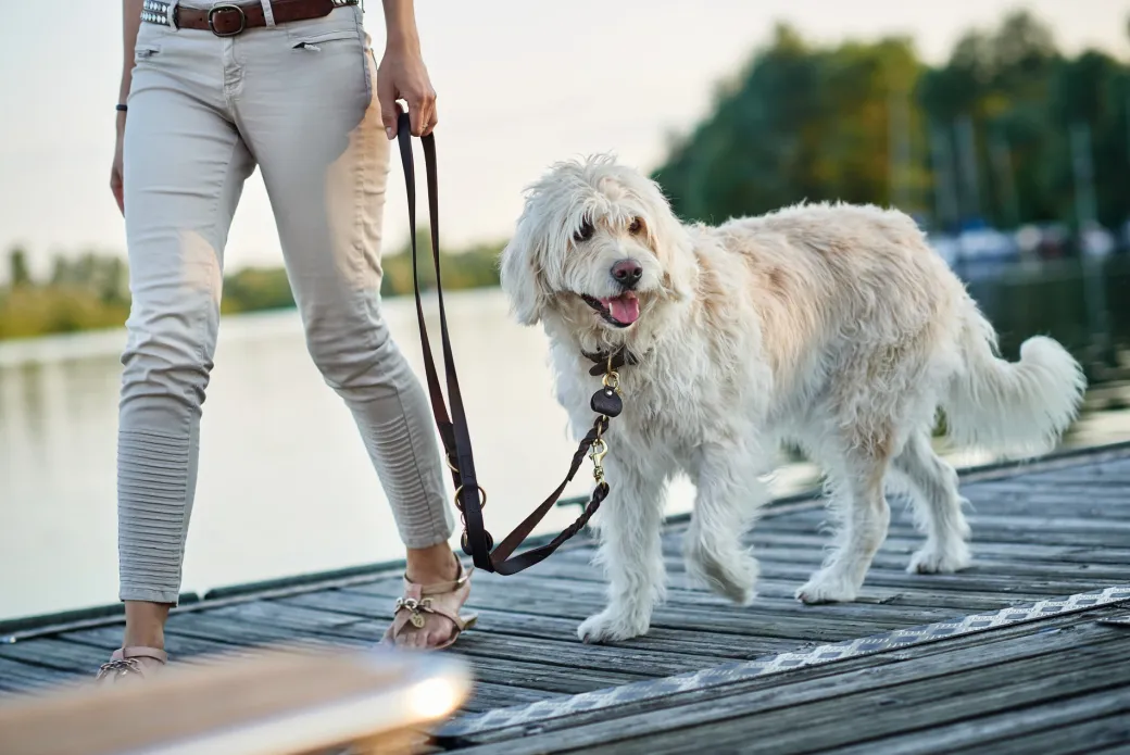Hunter Sansibar Solid 35 Hundehalsbånd i læder - 24-30 cm