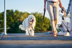Hunter Sansibar Solid 40 Hundehalsbånd i læder - 30-36 cm