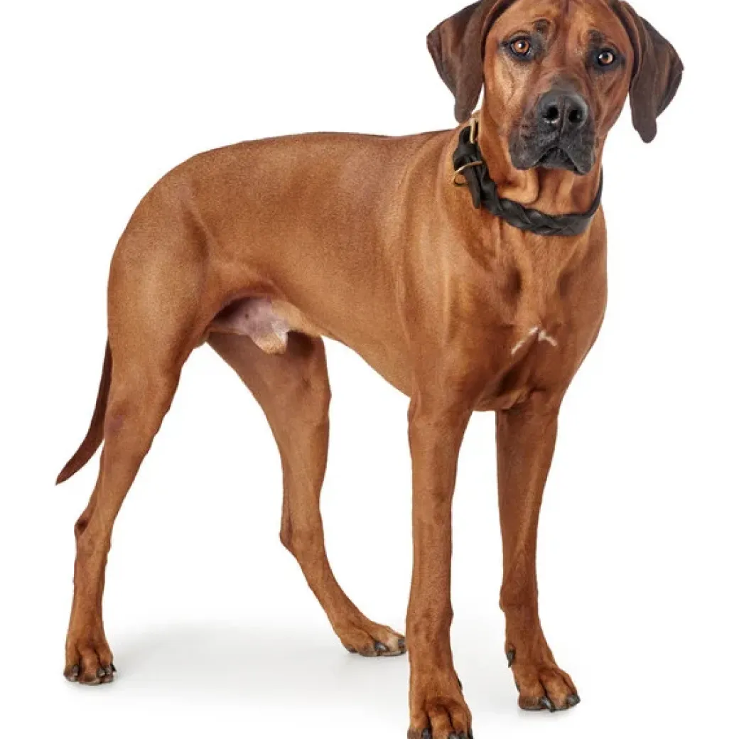 Hunter Sansibar Solid 60 Hundehalsbånd i læder - 48-54 cm