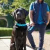 Hunter Softie hundehalsbånd 55 cm sort - 42-50 cm indstilling