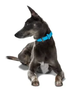 Hunter Softie hundehalsbånd 65 cm sort - 51-59 cm indstilling