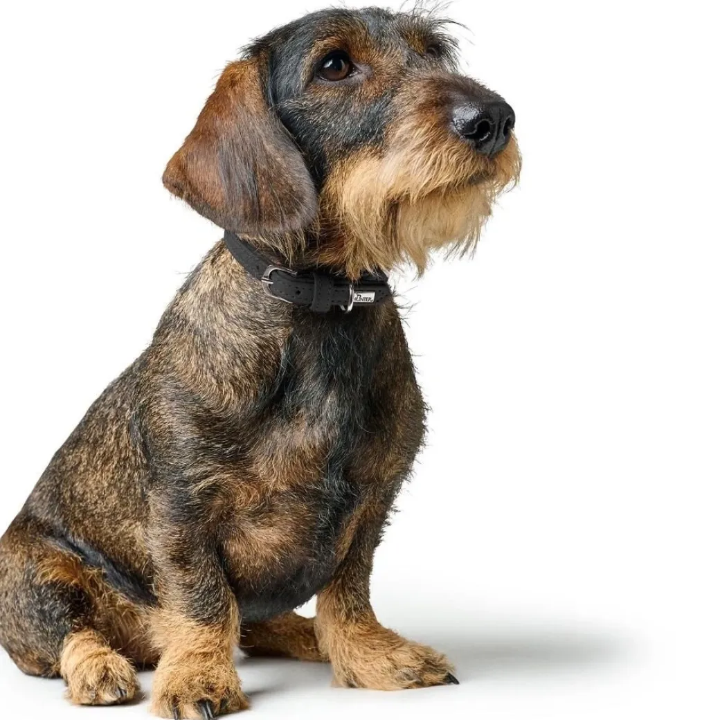 Hunter Soho Mini Hundehalsbånd Sort 14-18 cm