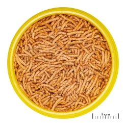 JBL ProNovo Betta Insektsticks S 100 ml