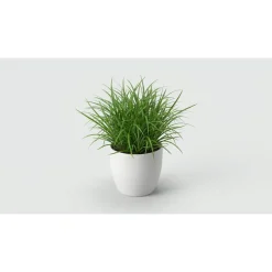 Kattegræs i potte - Cyperus Zumula