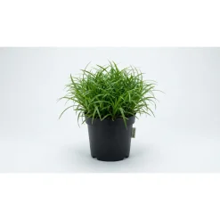 Kattegræs i potte - Cyperus Zumula