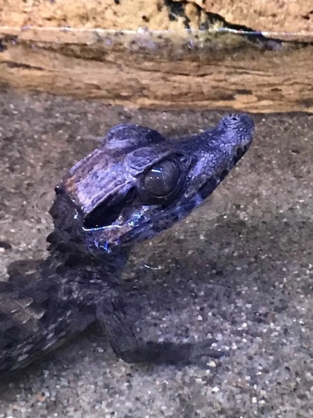 Kilehovedet Dværg kaiman (Paleosuchus Trigonatus)