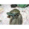 Kinesisk trekølsskildpadde (Mauremys reevesii)