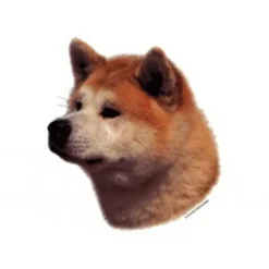 Klistermærke af Akita Inu Hoved Stor
