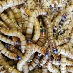 Kæmpe melorme 100 gram (Zophobas morio)