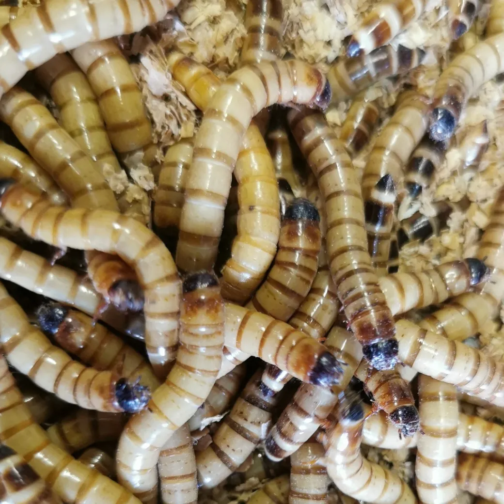Kæmpe melorme 100 gram (Zophobas morio)