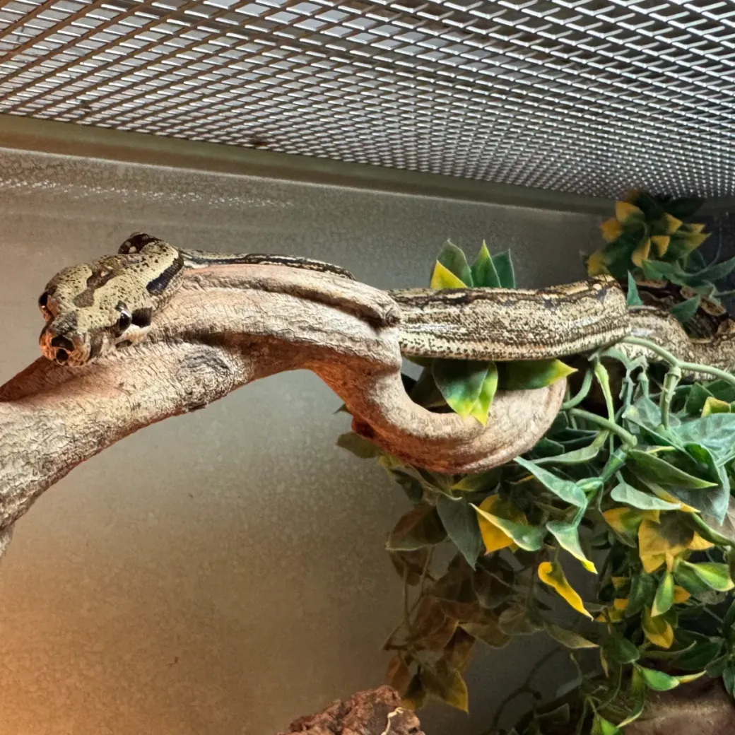 Kongeboa Arabesque poss Hypo 0,1 - Boa Constrictor