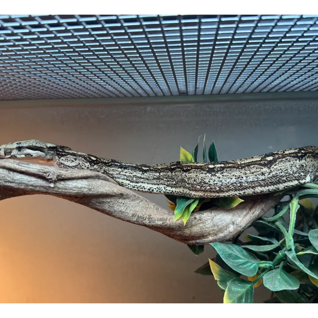 Kongeboa Arabesque poss Hypo 0,1 - Boa Constrictor