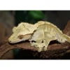 Kronegekko (Crested gecko) (Correlophus ciliatus) Han
