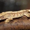 Kronegekko unger Crested gecko (Correlophus ciliatus) unger mix