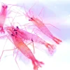 Lysmata wurdemanni