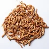 Melorme 100 gram (Tenebrio molitor)