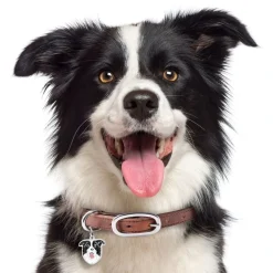 My Family Hundetegn Friends Border Collie