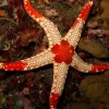 Neoferdina Spp søstjerne
