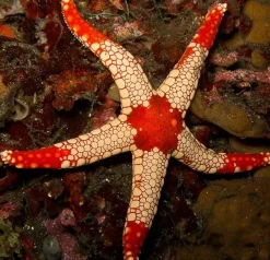 Neoferdina Spp søstjerne