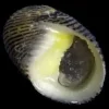 Nerita snegl (Nerita sp.)