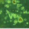 Nyos Phytomaxx Live Phytoplankton koncentrat 250 ml
