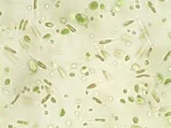 Nyos Phytomaxx Live Phytoplankton koncentrat 250 ml