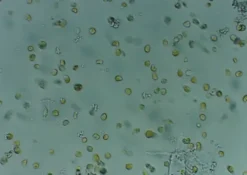 Nyos Phytomaxx Live Phytoplankton koncentrat 250 ml